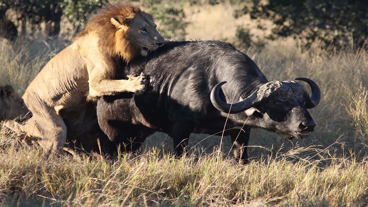 Lion Hunting down a Buffalo